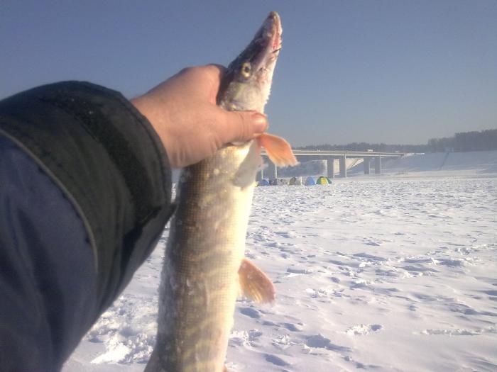 северный мост. Иногда поклевывает. Всех с праздником