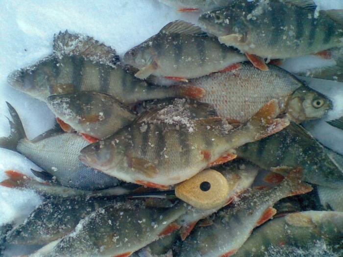 Карьерные окуни 
