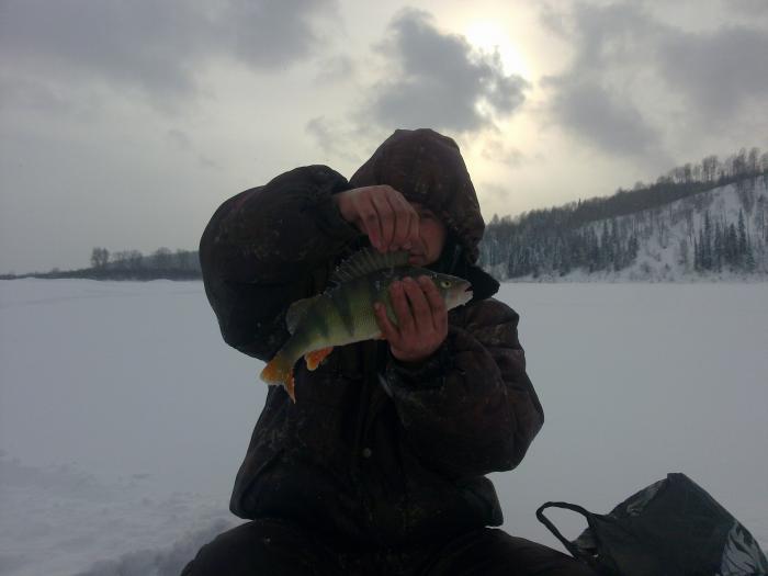   Томь,  полосатик 600 гр.  