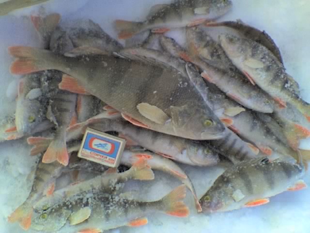 06.02.2011г. р. Бердь
