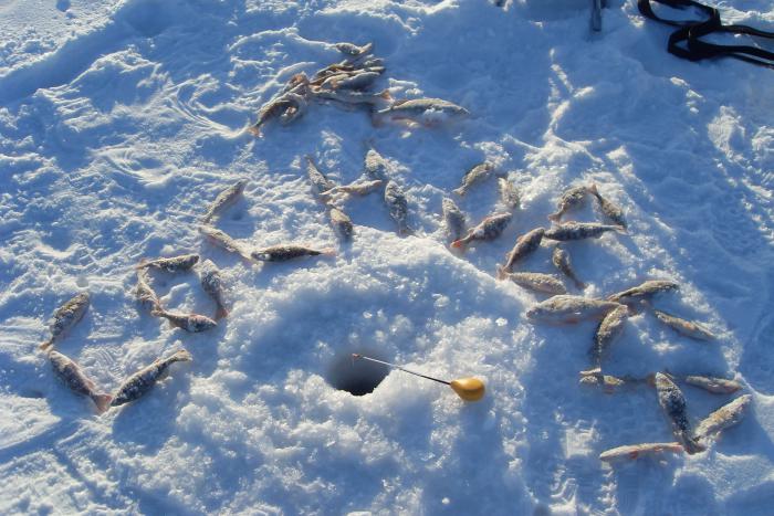 Сегодня в Сосновке.6.5кг на двоих