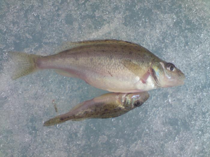 морской ерш