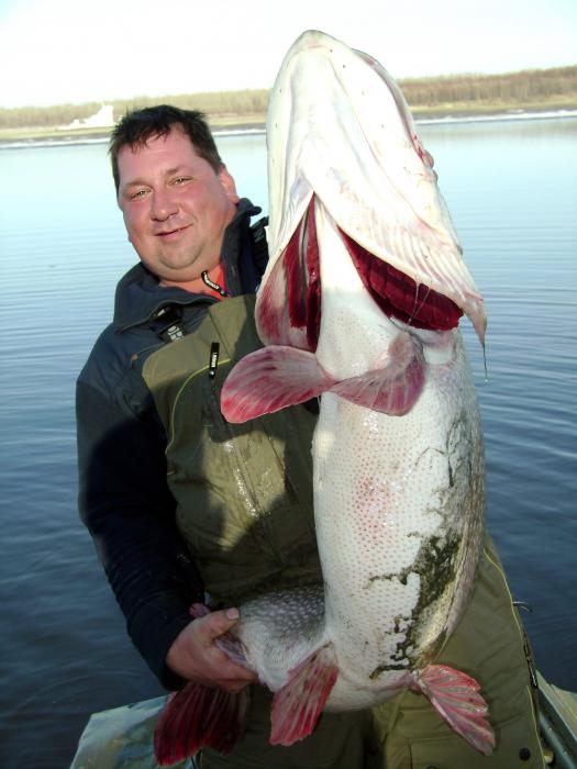 19.700 , Север томской обл. 24.10.08г.