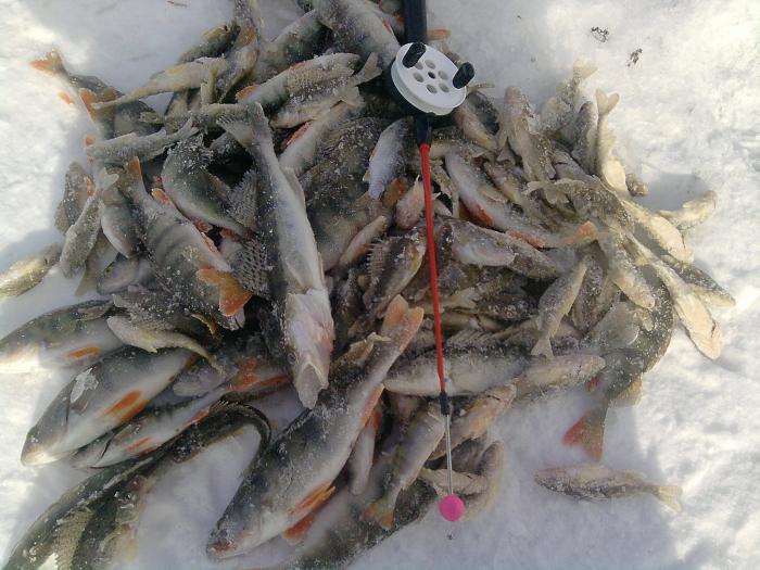 не плохо половили
