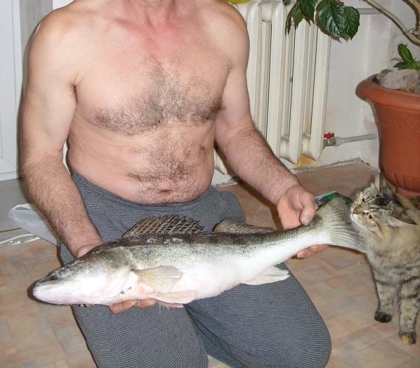 Рыбацкое счастье или кошачье ?...
