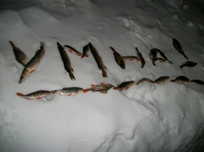 д. умна