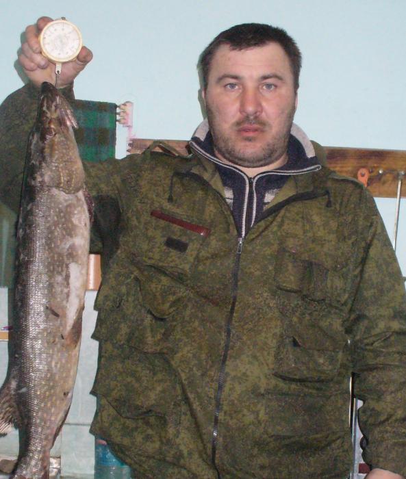 3600 сибирская акула из под Малетино!