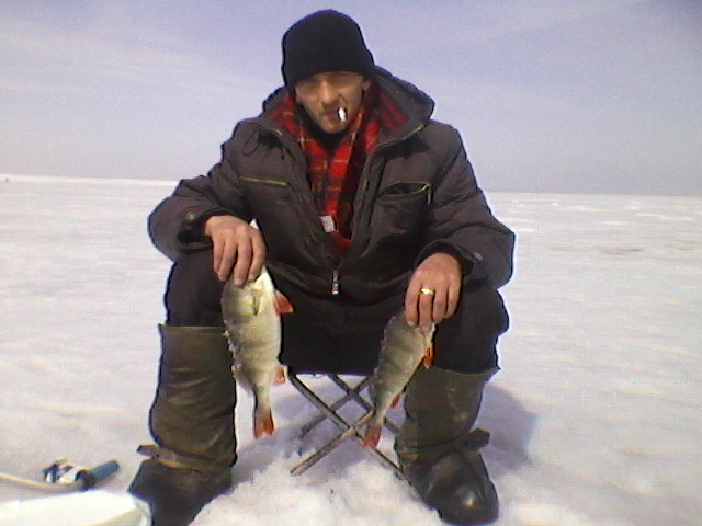 Бердский окунь