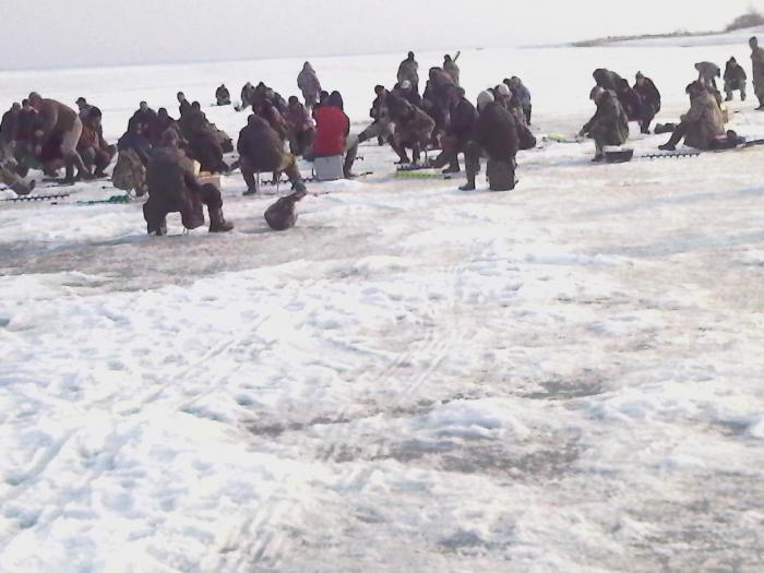 народ гоняет полосатого