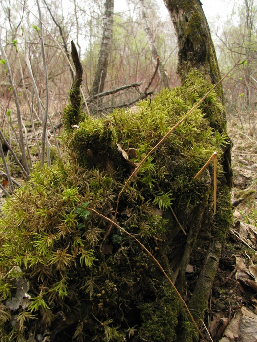 Весна 2010