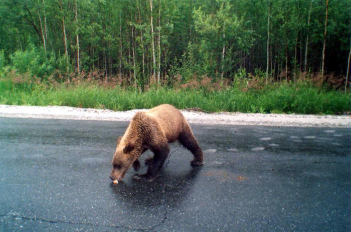 голод не тётка.