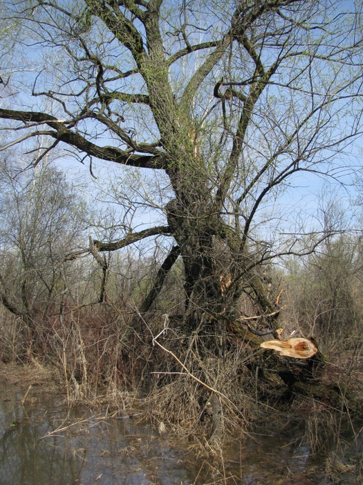 Весна 2010
