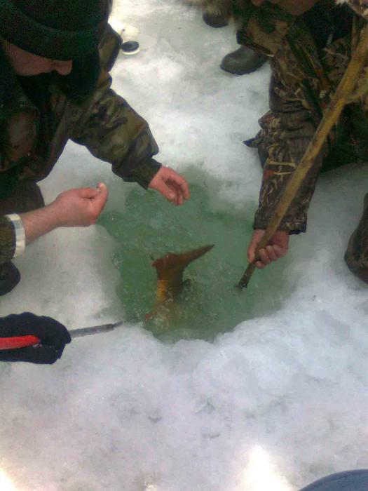 Спирино 03.04.2011 в процессе 