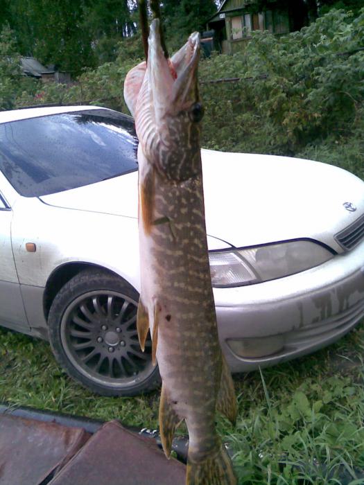 2010г