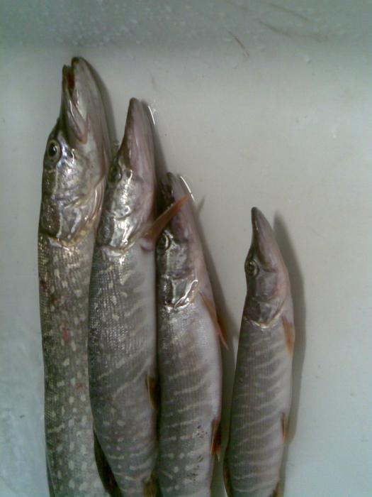 2010г