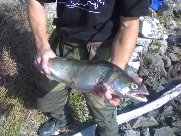 судачело