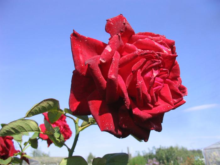 роза