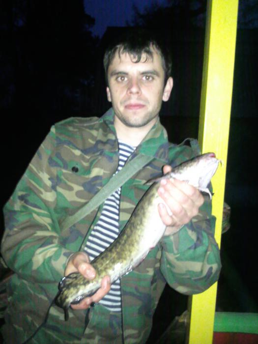 Налим. Иня