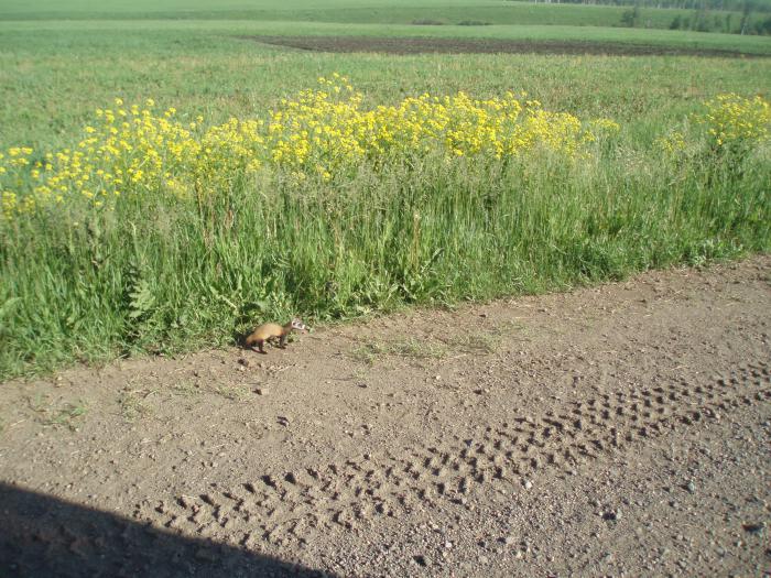 Хорьки (целый выводок 8 шт.)