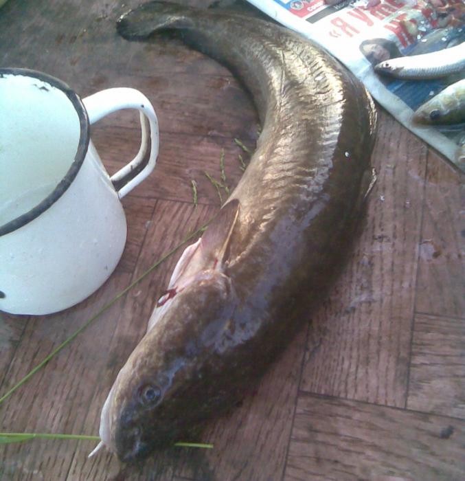 По просьбам трудящихся, без мяса=) Налим, 1 кг. Отмытый