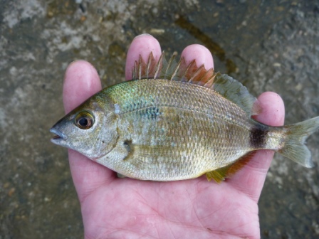 морской карась