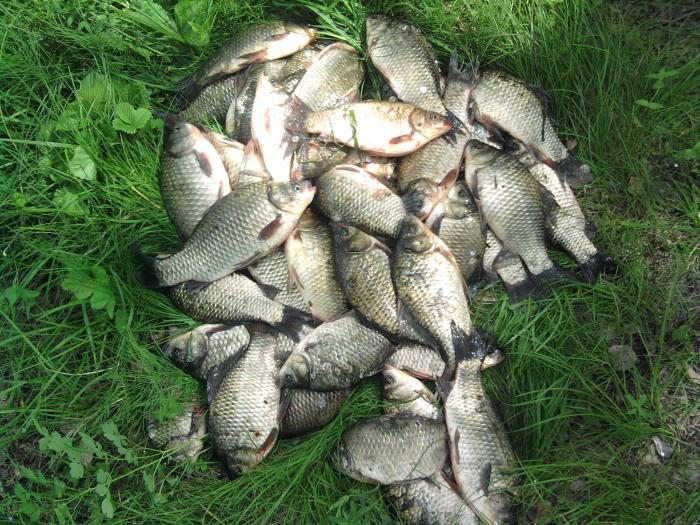 15 пруд.Мошково