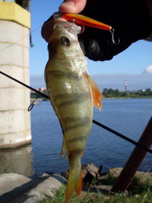 https://www.fishingsib.ru/photo/section1/63974/ - Та же ситуация? 
