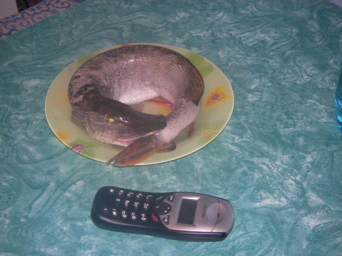 щука ну какая есть.