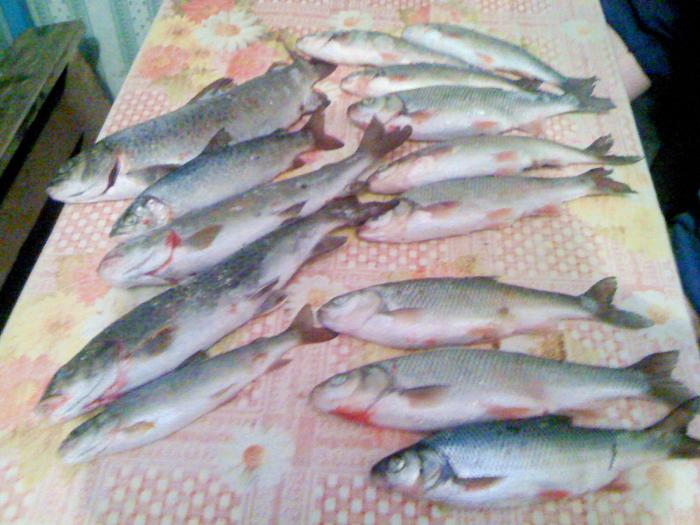 Рыбалка Чита