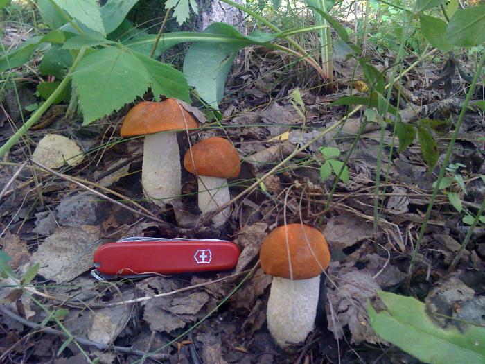 Грыбалка!)))