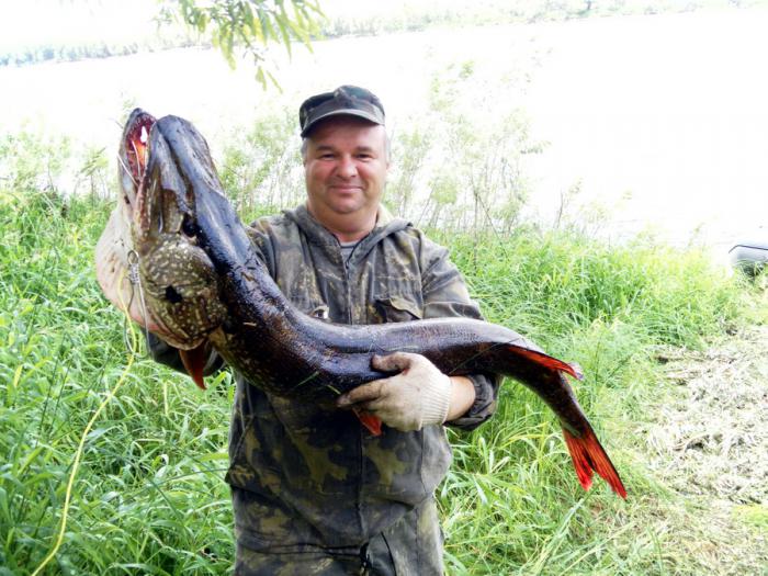 Васюган на вертушку белую 06,08,11 вес 11500.