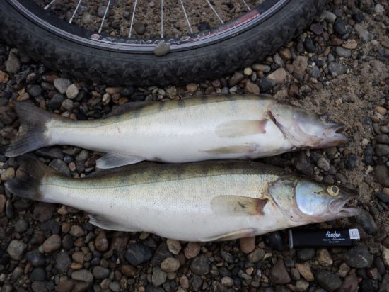 в пятницу желание протестировать новый спин нарушил буран:вода мутная, мелочь всю к берегу прибило - встал на донку с живцом