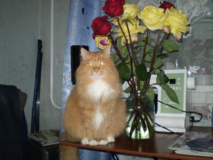 кот