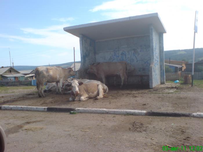 Что то автобус в город запаздывает...