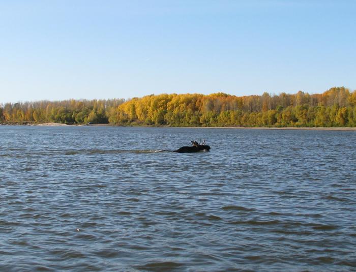 Переплывающий через реку лось
