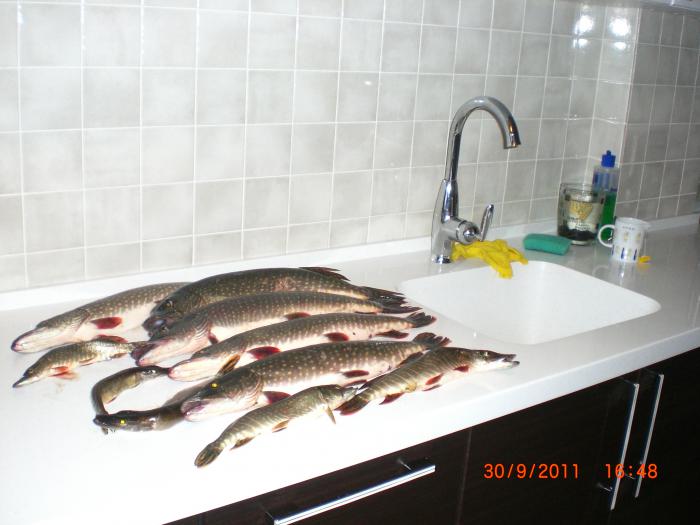 щукари