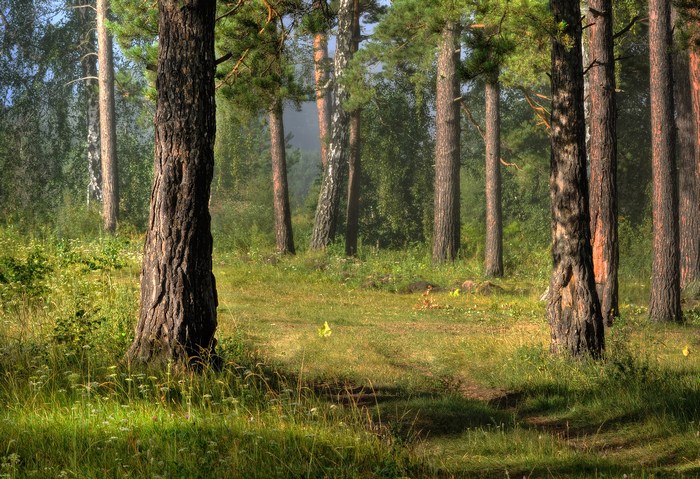 Утро в сосновом лесу.