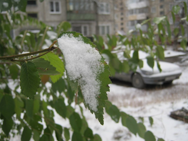 Листик зеленый.... Он бы рад зеленеть и дальше..
