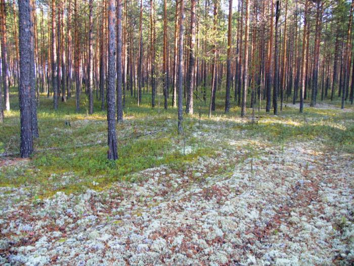 Осенью в сибирской тайге