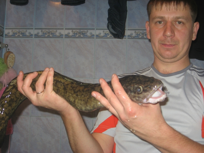 1.8кг