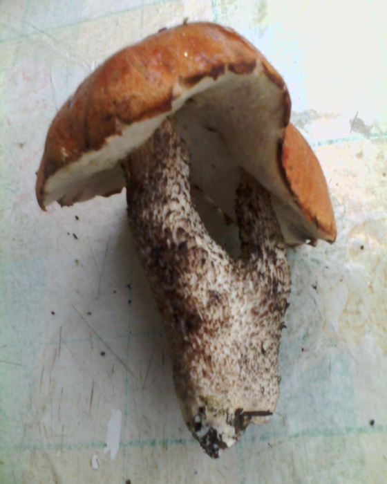МУТАНТ