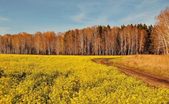 Краски теплой осени.