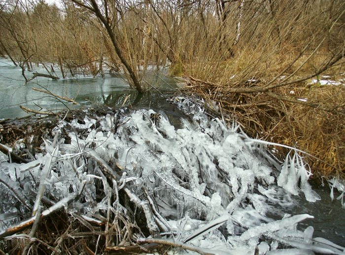 Мороз крепчает )). .. Бобровая плотина.