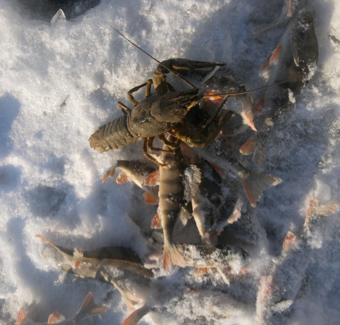 Качимовка