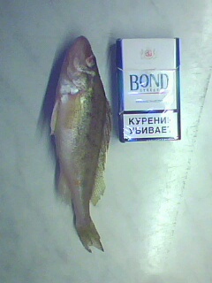 Супер гигант