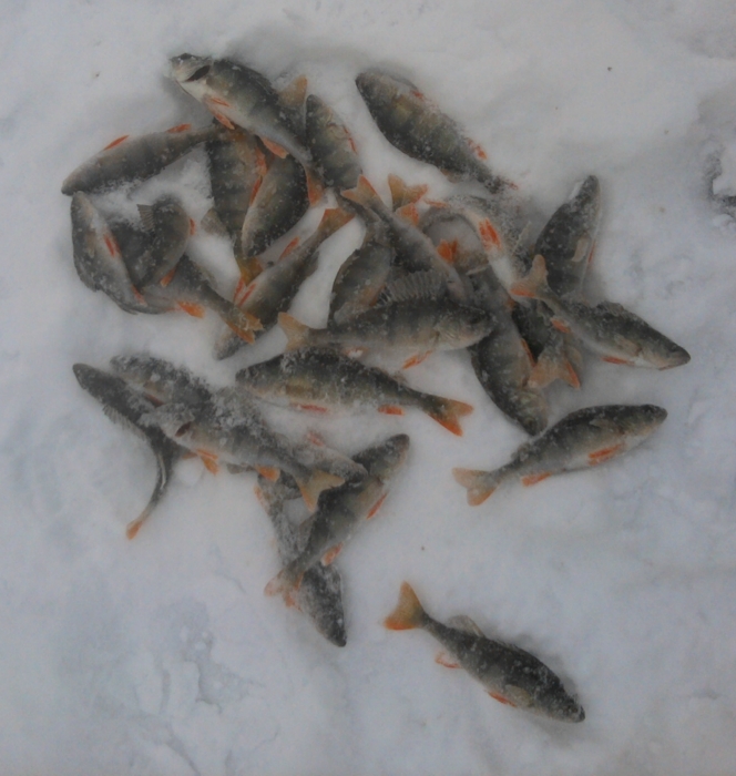 Качимовка