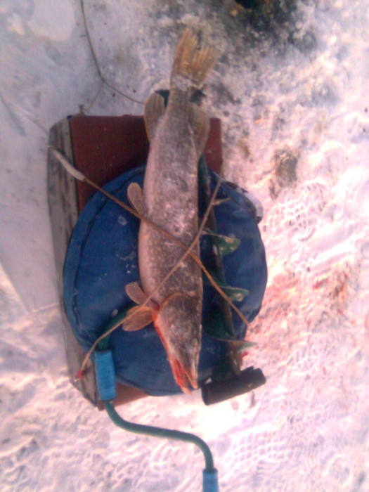 улов 7 .12.11г