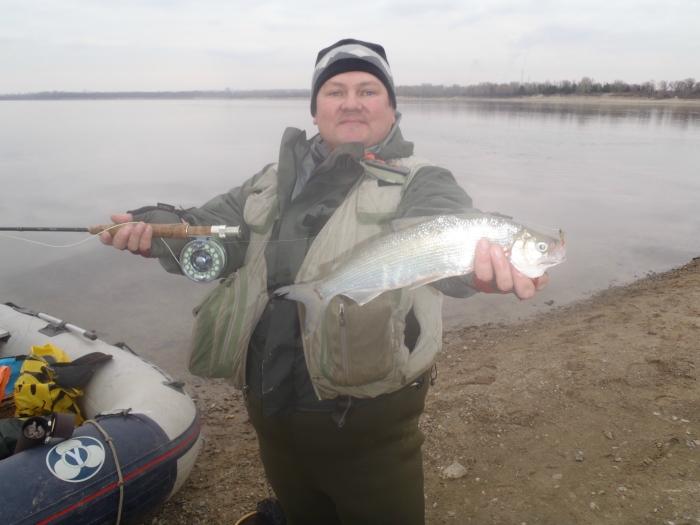 Обской baby tarpon