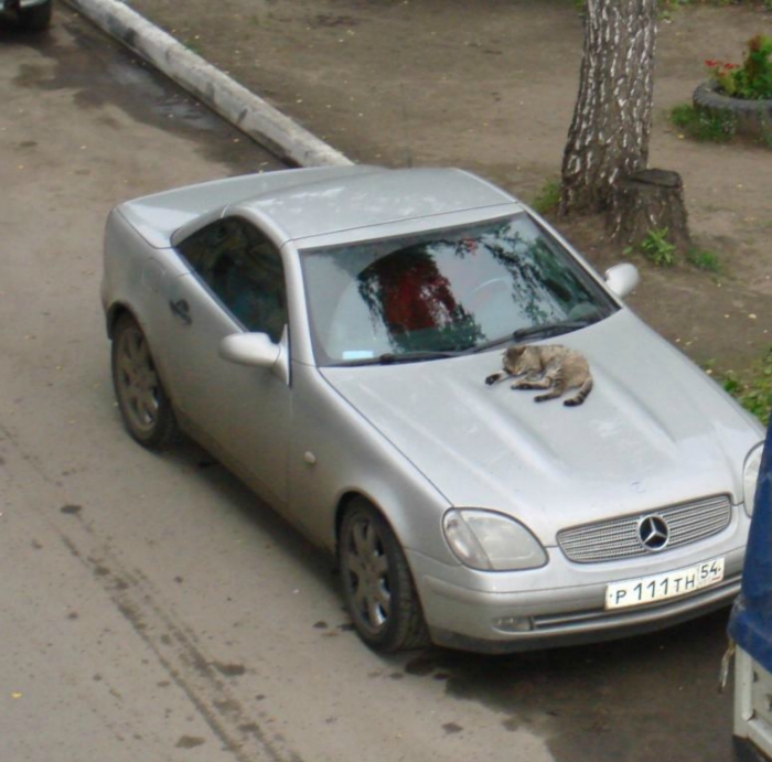 Коты выбирают лучшее.