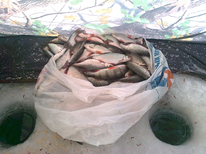 Рыба из лунок
